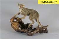 石虎藏品圖，第5張